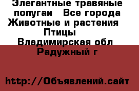 Элегантные травяные попугаи - Все города Животные и растения » Птицы   . Владимирская обл.,Радужный г.